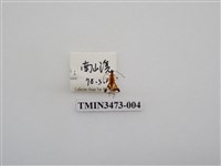 藏品(烏來粗腿小翅天牛)的圖片